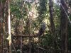 Rangers feeding the orangutans with bananas and sugar cane