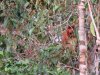Our first Proboscis monkey!!!