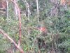 An orangutan along the river