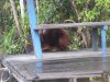 Aklas sneaking up