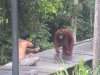 Aklas being enriced back.....so gentle at this point!!