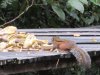 Even the squirrels get in the act