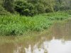 The pandanas gave way to these reeds