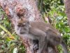 Macaque monkey