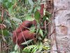 Mario playing peekaboo with a small branch of leaves he holds in front of his face
