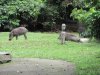 Wild boars