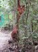 Two orangutans along the path