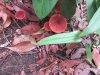 Red mushrooms