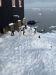 Over 2000 Gentoo penguins now inhabit the island