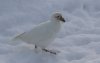 Snowy Sheathbill