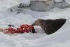 Southern Giant Petrel eating a penguin