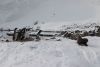 The Petrel made another attempt but the penguins gathered, made a lot of noise and scared it off!!