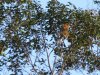 Proboscis monkeys at our stop for night 2