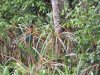 Greater Coucal