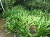 These large indentations made in the reeds are from crocodiles