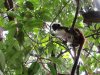 Capuchin