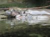 Pygmy hippos