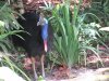 Cassowary