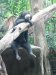 Sun Bear found in Malaysia.....really