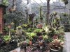 Bromeliads