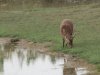 Swamp Deer