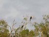 Hornbills
