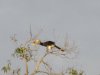 Taking flight. Their flight is a bit ungainly with that bill!