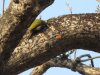 Green bee eater