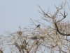 Stork condo