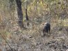 Wild boar