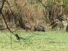 Wild boar