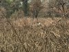 Rhino.....sometimes hard to spot in the elephant grass