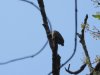 Crested Serpent Eagle with his head turned