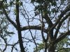 Common Langur monkey