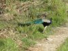 IMG_0677