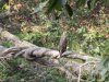 Crested Serpent Eagle