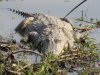 Croc