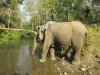 Elephant getting a drink