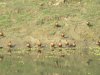 Ruddy Shelduck