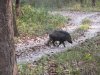 Wild boar
