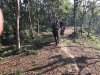 A liesurely stroll through a beautiful forest