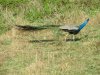 IMG_0710