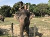 Laxmi our elephant and Asok the driver