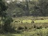Wild bull elephant charging small water buffalo herd