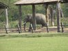 The Bull hanging around
