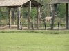 The bull elephant deciding to leave