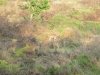 Sptted deer