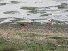 IMG_0761