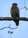 Another Crested Serpent Eagle