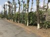 Hey, coffee trees!!